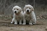 GOLDEN RETRIEVER 1133